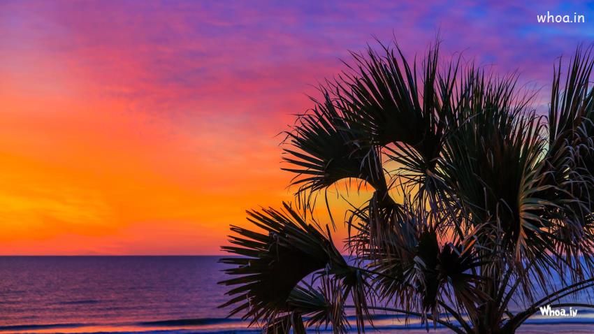 Palm Trees &Ocean In Dark Orange Purple Clouds Sky Wallpaper