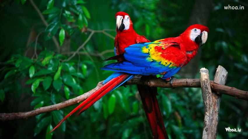 Free Colorful Birds Pictures, Images And Stock Photos 