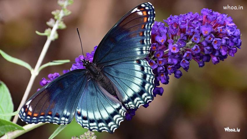 Dark White Design Butterfly Purple Flowers Blur Background 