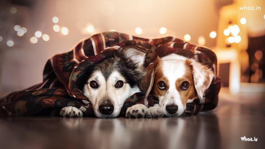 Dog Photography Tips & Ideas - Photo Retouching Services