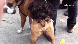 Funny Dog GIF Costume LOL