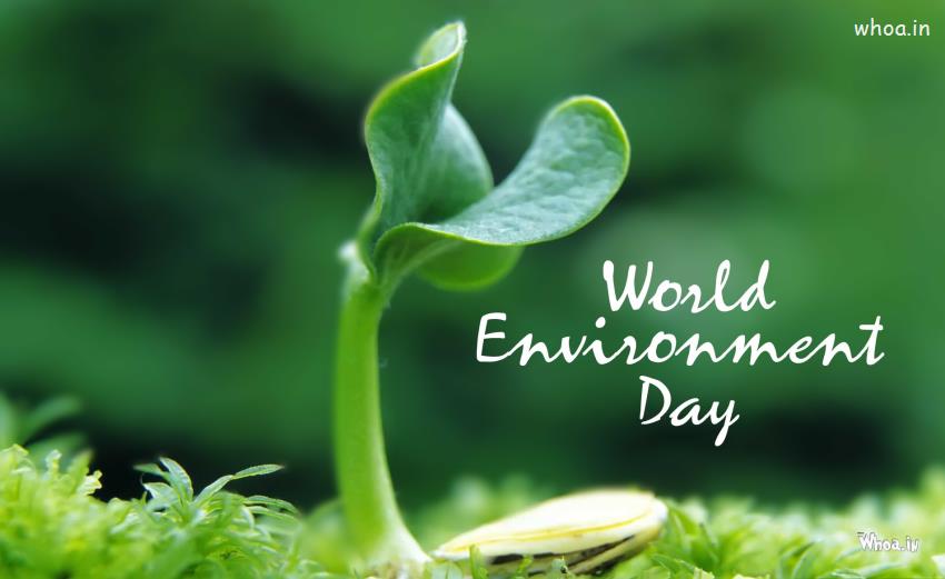 HD Greeting Image Of The Small Plant For The Environment Day