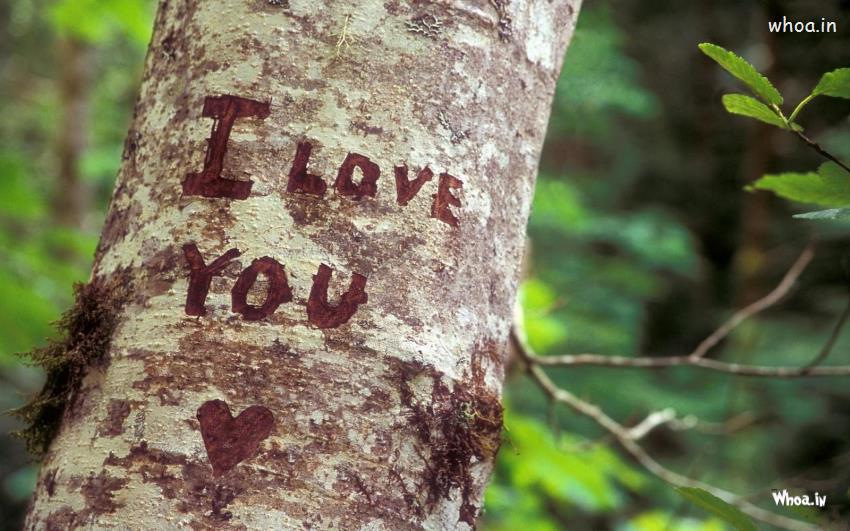 I Love You Heart Tree Nature HD Wallpaper          