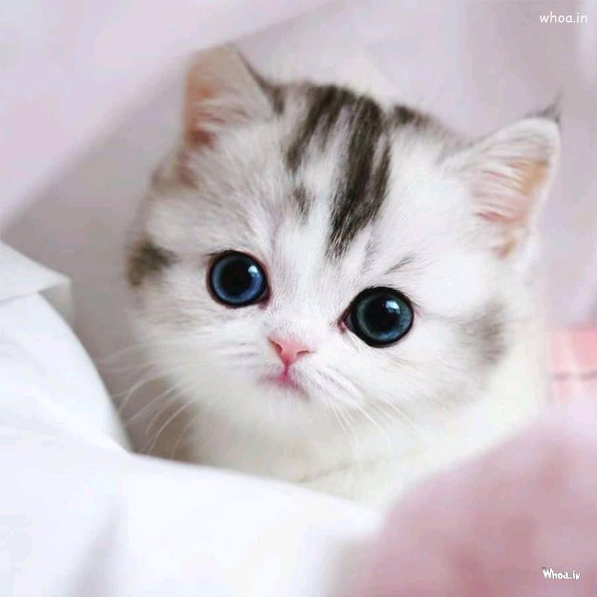 Images For Cute Cat , Free Cute Cat Photos Download