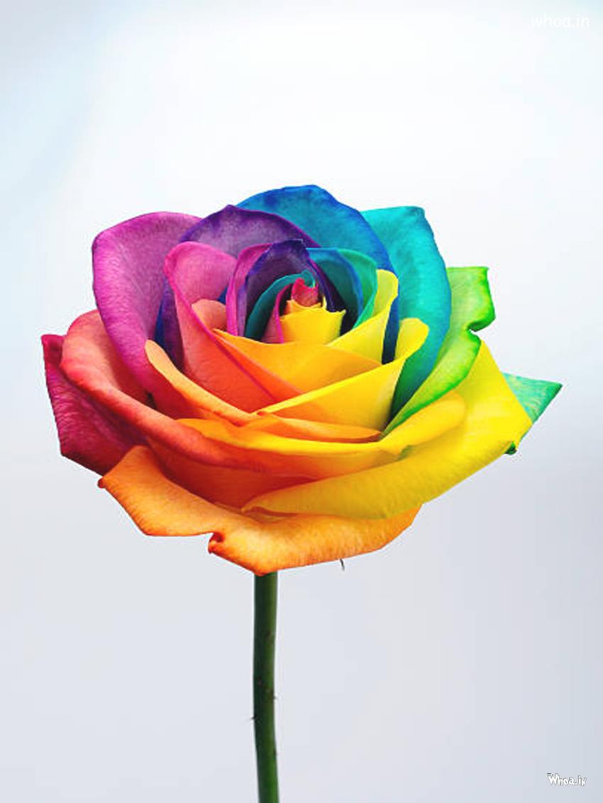 Latest Colourful Flower Pictures , Rose Flower Images