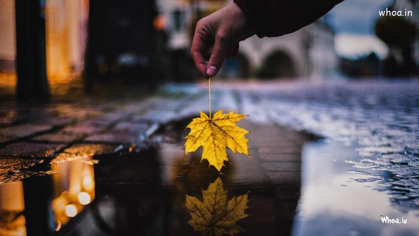 Man Is Holding Yellow Autumn Leaf On Water Photography