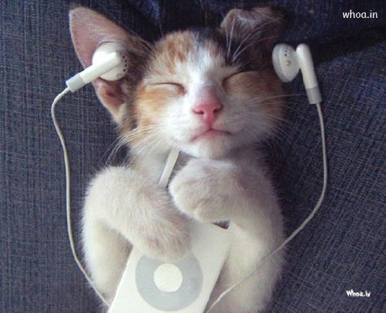 Music With Beautiful Cute Citty Pictures , Cats Wallpaper