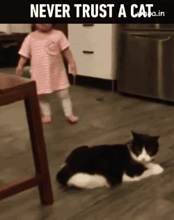 Never Trust A Cat Funny Animated GIF, Funny Cats Images