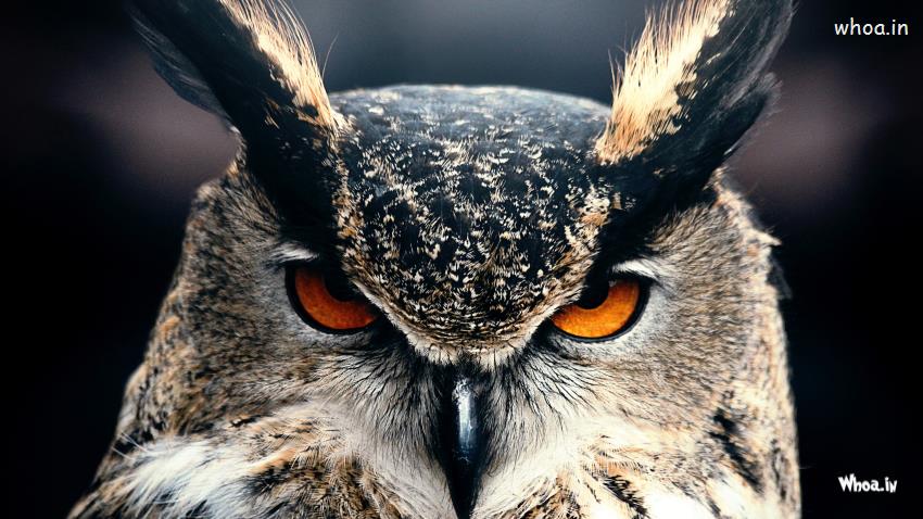 Owl Close Up Face Photoshoot HD Wallpaper Ultra 4K HD