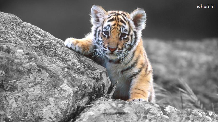 Real Animal Pictures Download , Wild Animals Images
