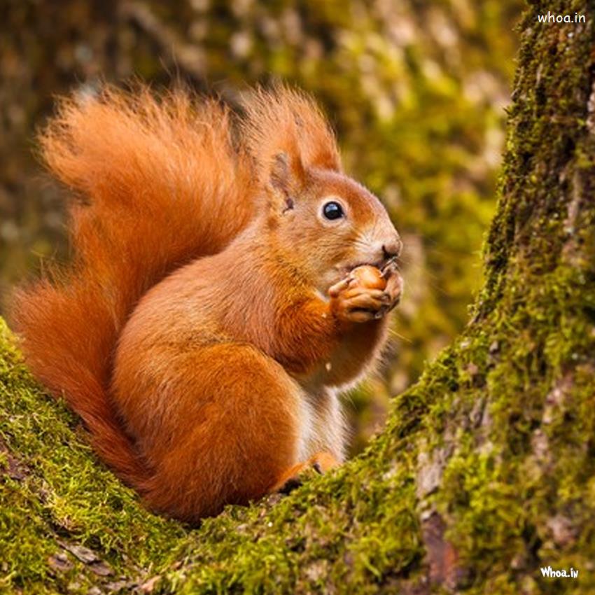 Squirrel Pictures, Images And Stock Photos, Images, Pics