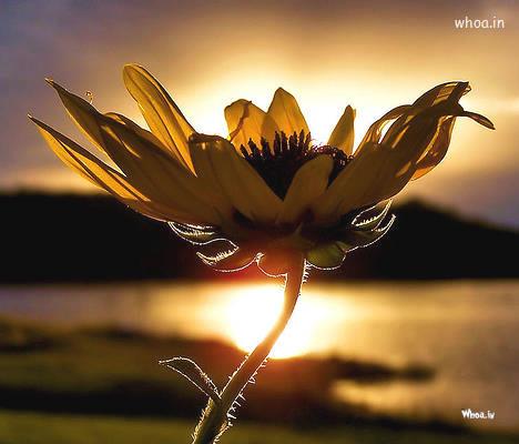 Sunset With Best Flower Images , Sun With Flower Pictures