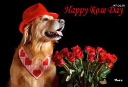 Best dog with Wishes Happy rose day HD images