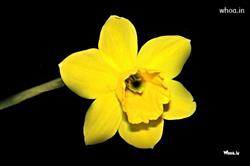 Black background with yellow flower photos