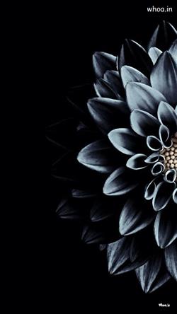 Black wallpaper with best flower design pictures