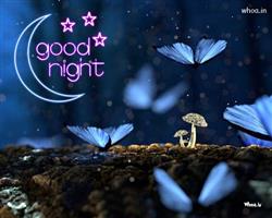 Butterflys with good night greeting beautiful wall