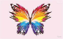 colourful butterfly images