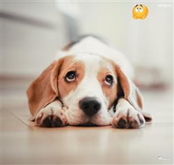 Cute puppy sad imanges and pictures HD
