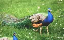 Download free peacock images