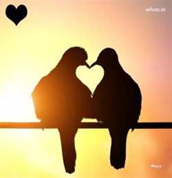 Heart with best love birds pictures