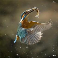 natural click birds photography 