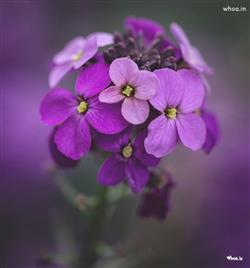 Purple flower best images , Pictures and wallpaper