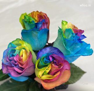 Beautiful Colourfil HD Flower Pictures And Images , Flower