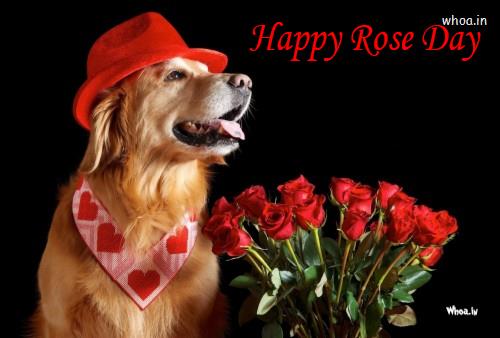 Best Dog With Wishes Happy Rose Day HD Images Download