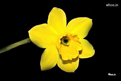 Black Background With Yellow Flower Photos , Flowers