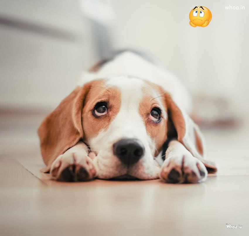 Cute Puppy Sad Imanges And Pictures HD , Sad Dog Cry Pics