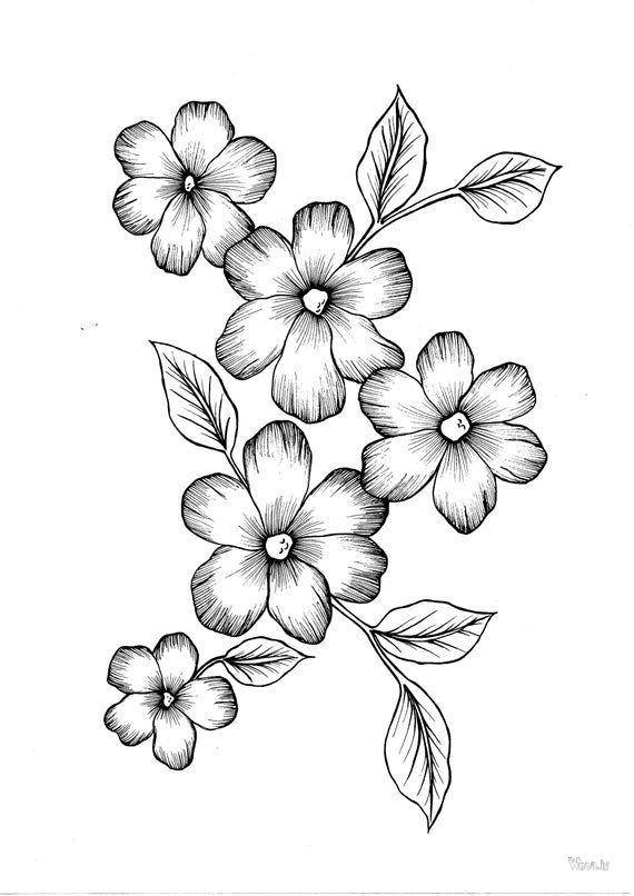Flowers Images Drawing , Flowers Images Wallpapers