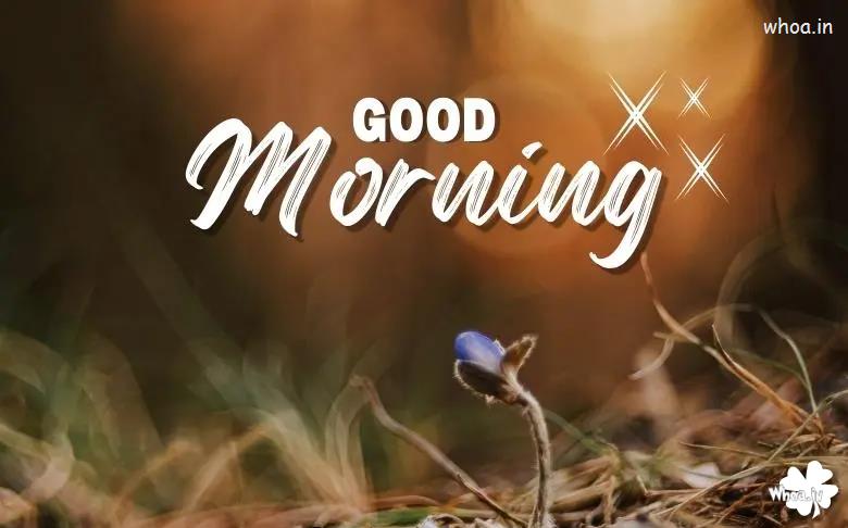 Good Morning Photos, Images & HD Pictures Download Free