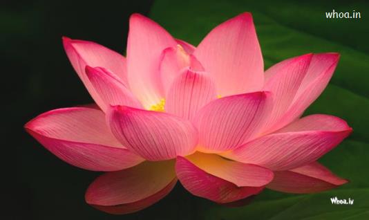 Lotus Flower  , Beautiful Flowers Images Download For Free