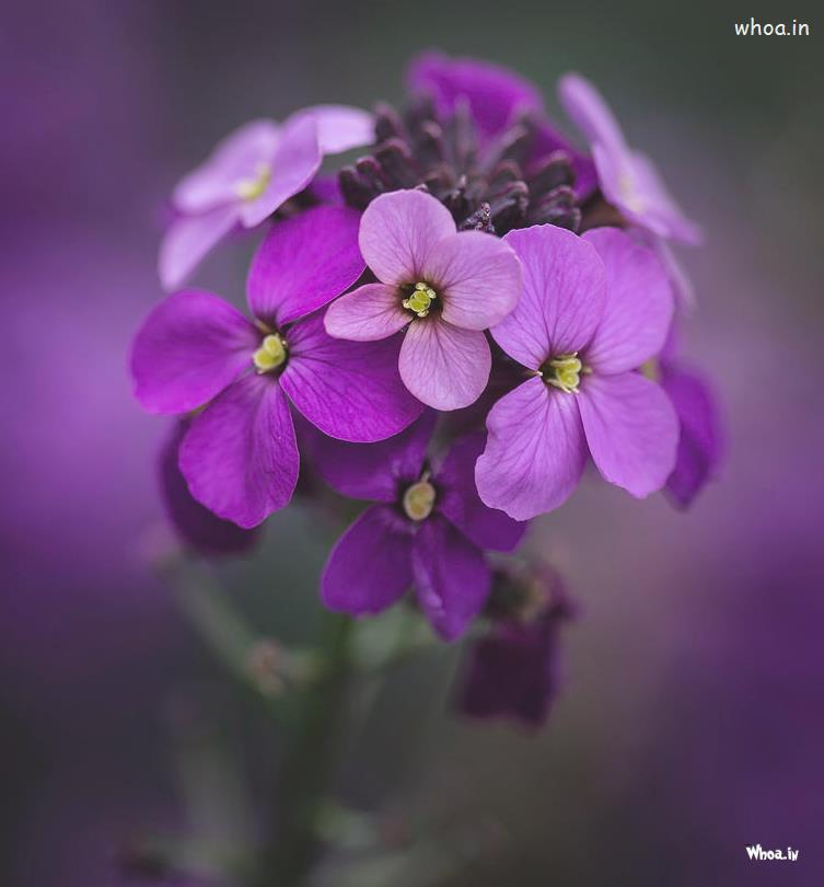 Purple Flower Best Images , Pictures And Wallpapers