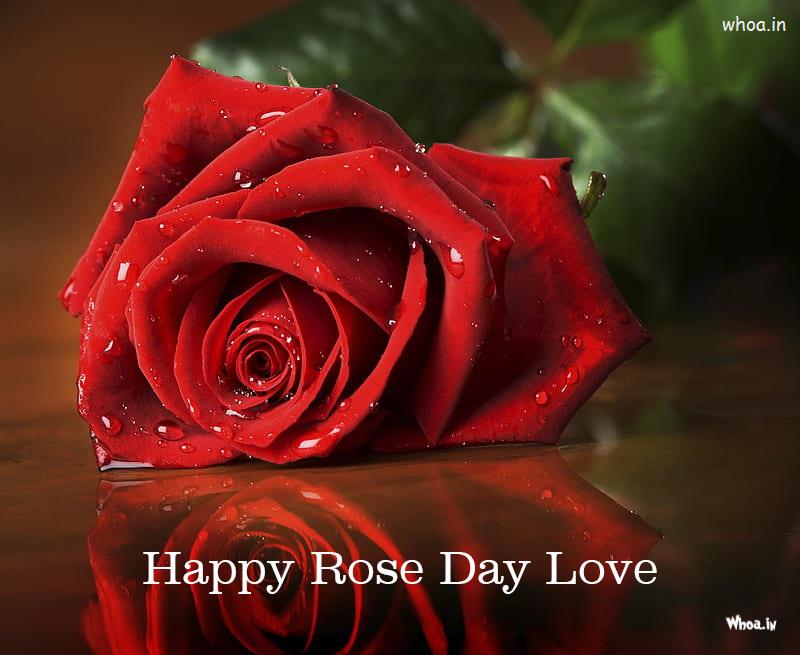 Red Rose For Rose Day  , Beautiful Rose Images And Pictures
