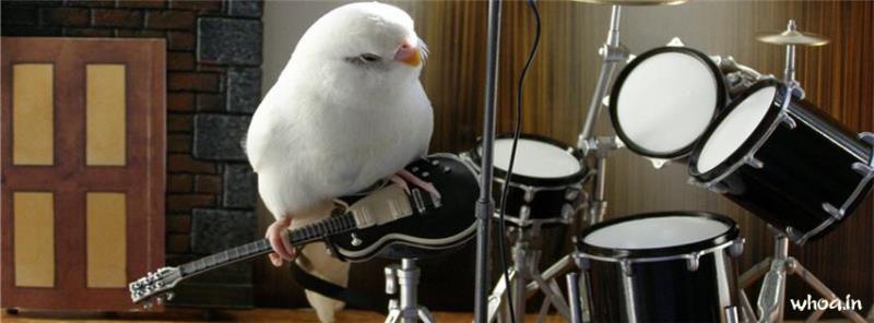 Bird Musical Budgies