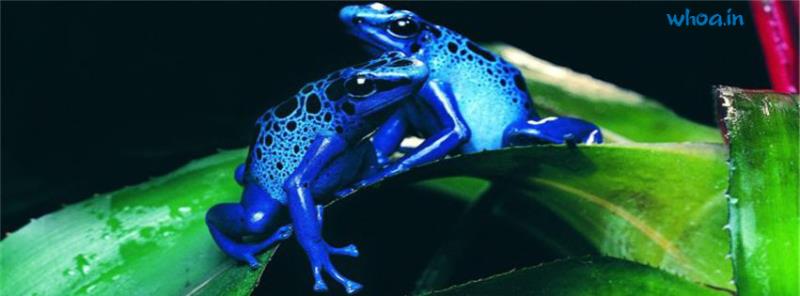 Blue Frog Facebook Cover