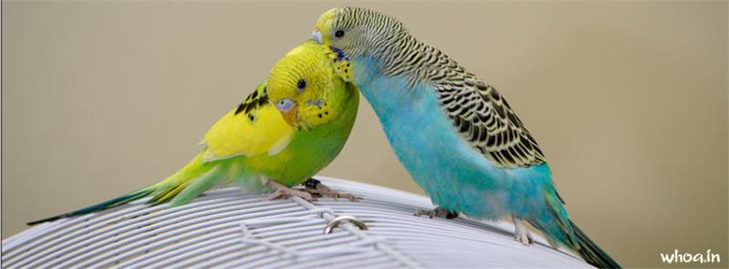 Budgies Couple Facebook Cover #1