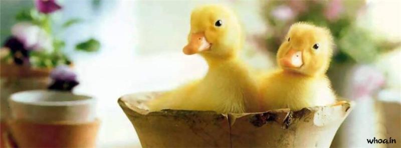 Cute Baby Duck Facebook Cover
