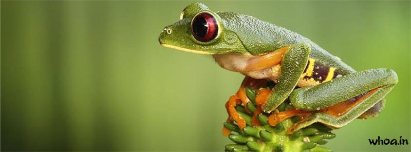 Green Frog Sitting Nature FB Cover
