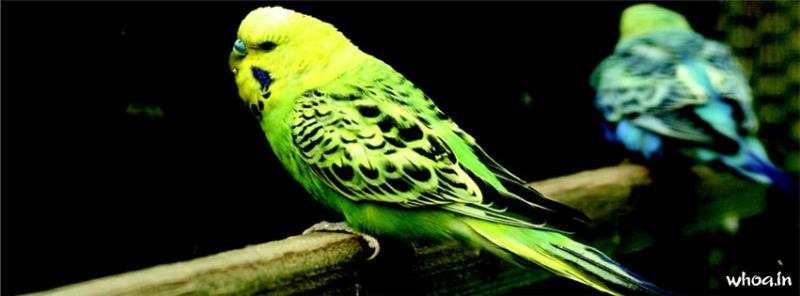 Green Budgies Facebook Cover