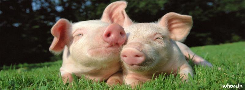 Hugging Pigs Facebook Cover Page Image