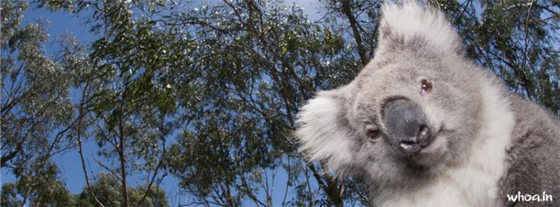 Koala #10 Facebook Cover Picture Size Images