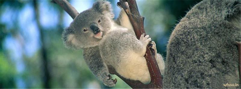Koala #12 Facebook Cover Picture Size Images