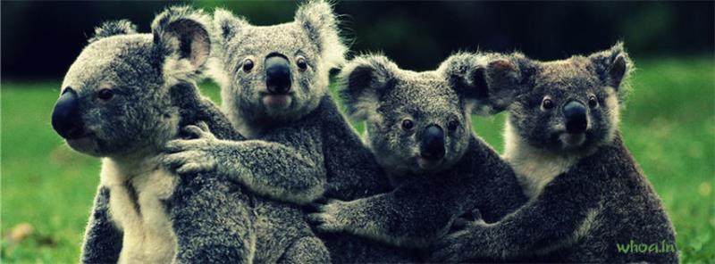 Pictures For Facebook Timeline - Koala Cute Cover - Whoa.In
