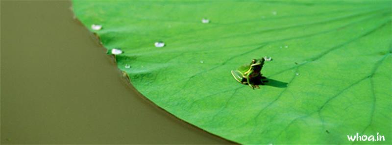 Little Frog Facebook Cover