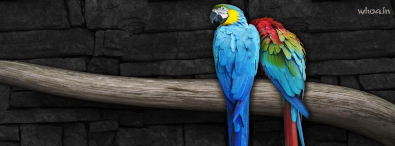 Love Parrot Facebook Cover