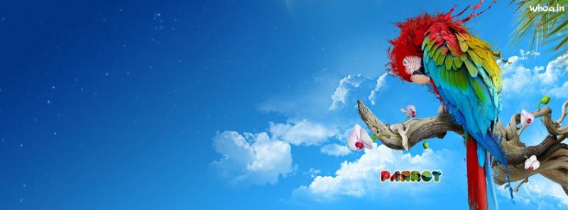 Parrot FB Cover
