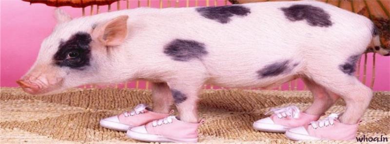 Pigs With Black Color Dots Facebook Cover Page Image