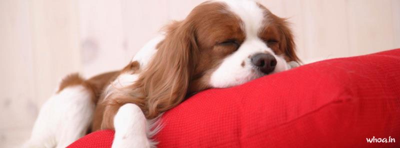 Puppy Facebook Cover